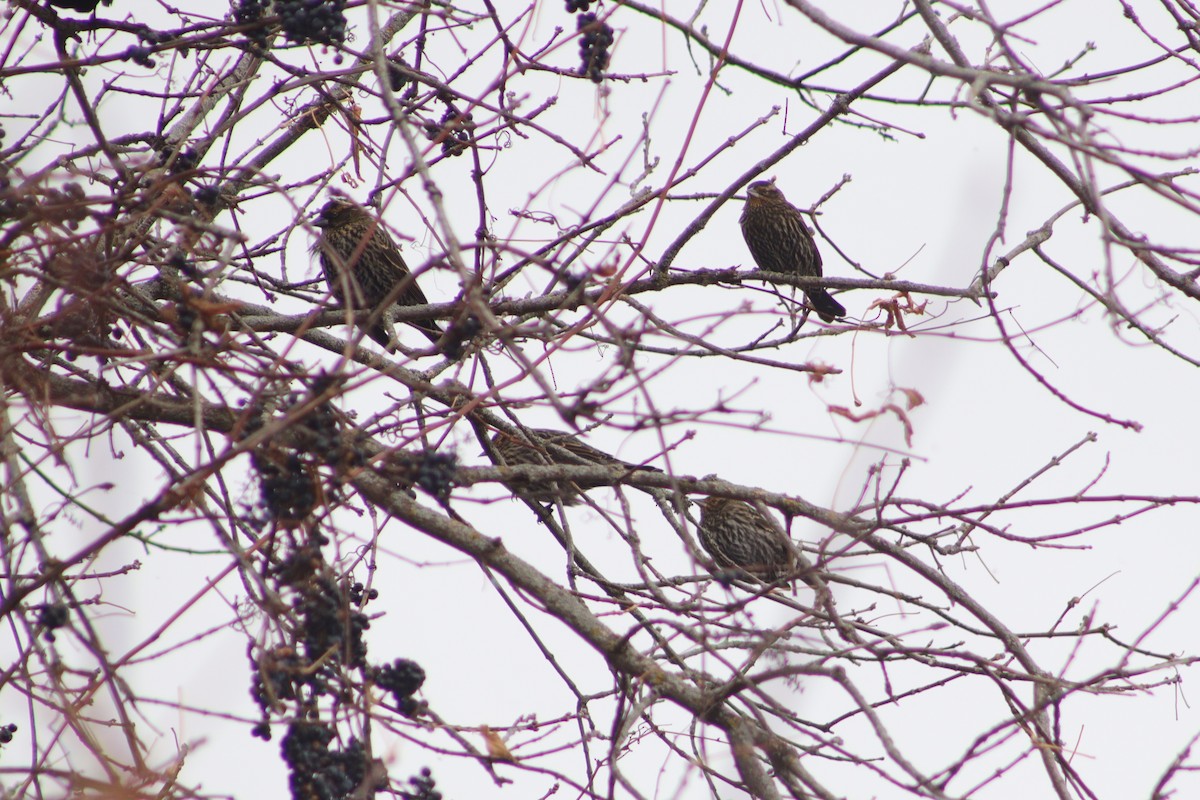 Red-winged Blackbird - ML645385425