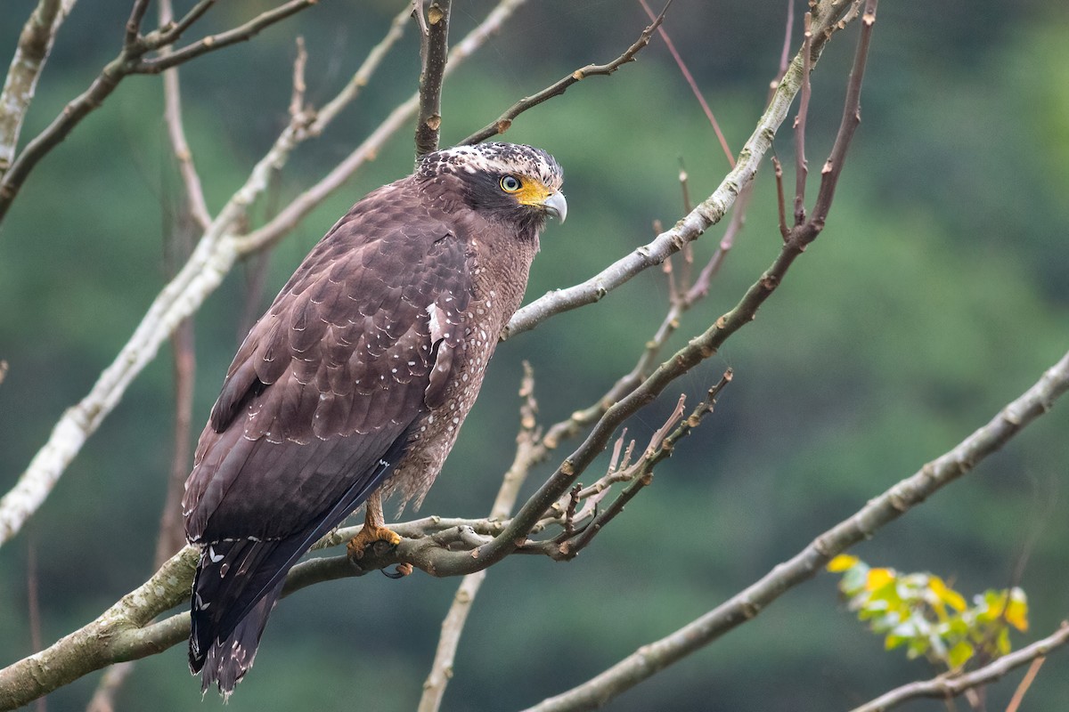 Crested Serpent-Eagle - ML645385427