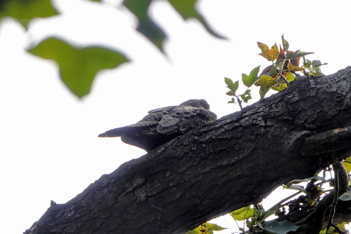 Gray Nightjar - ML645385434
