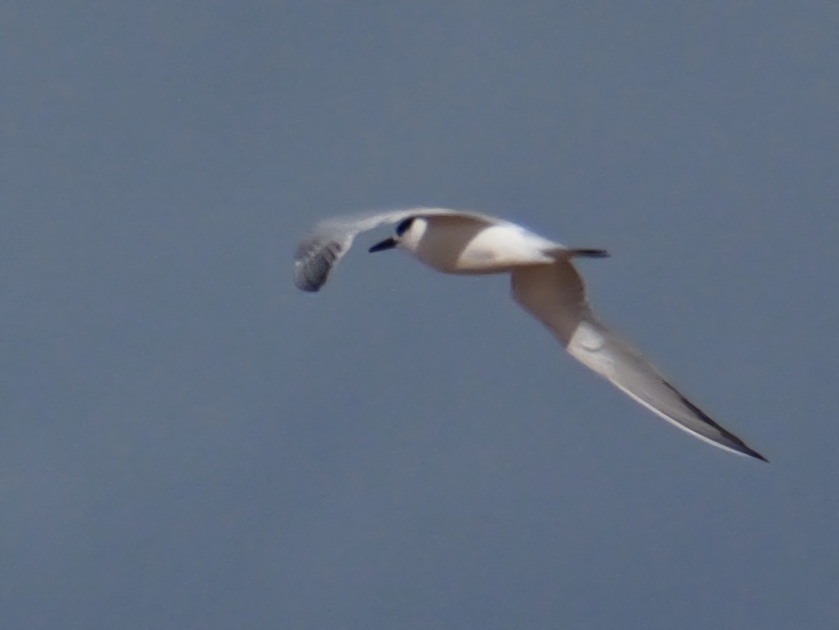 Sandwich Tern - ML645385435