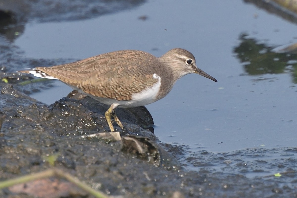 Common Sandpiper - ML645385441