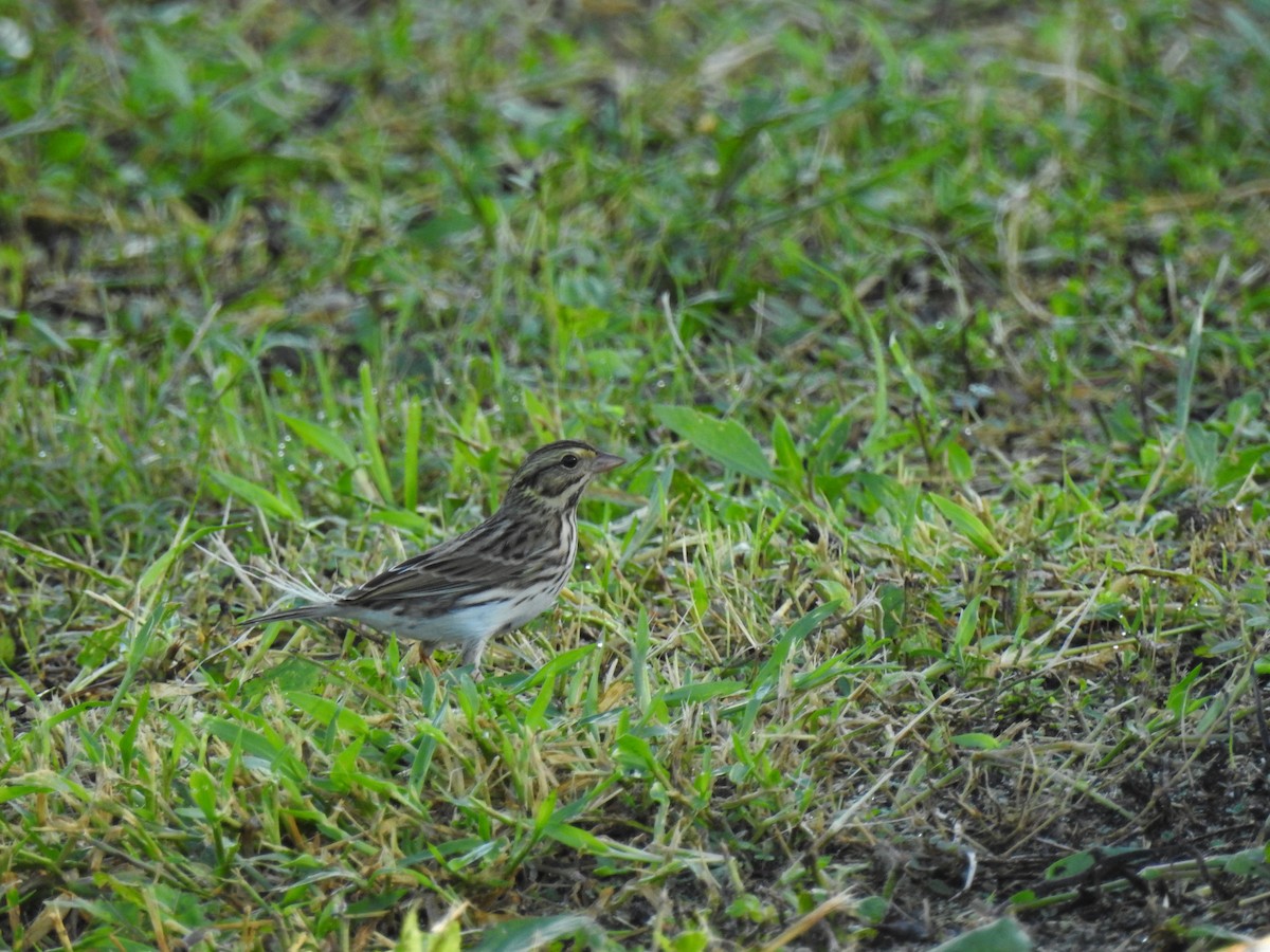 Savannah Sparrow - ML645385443