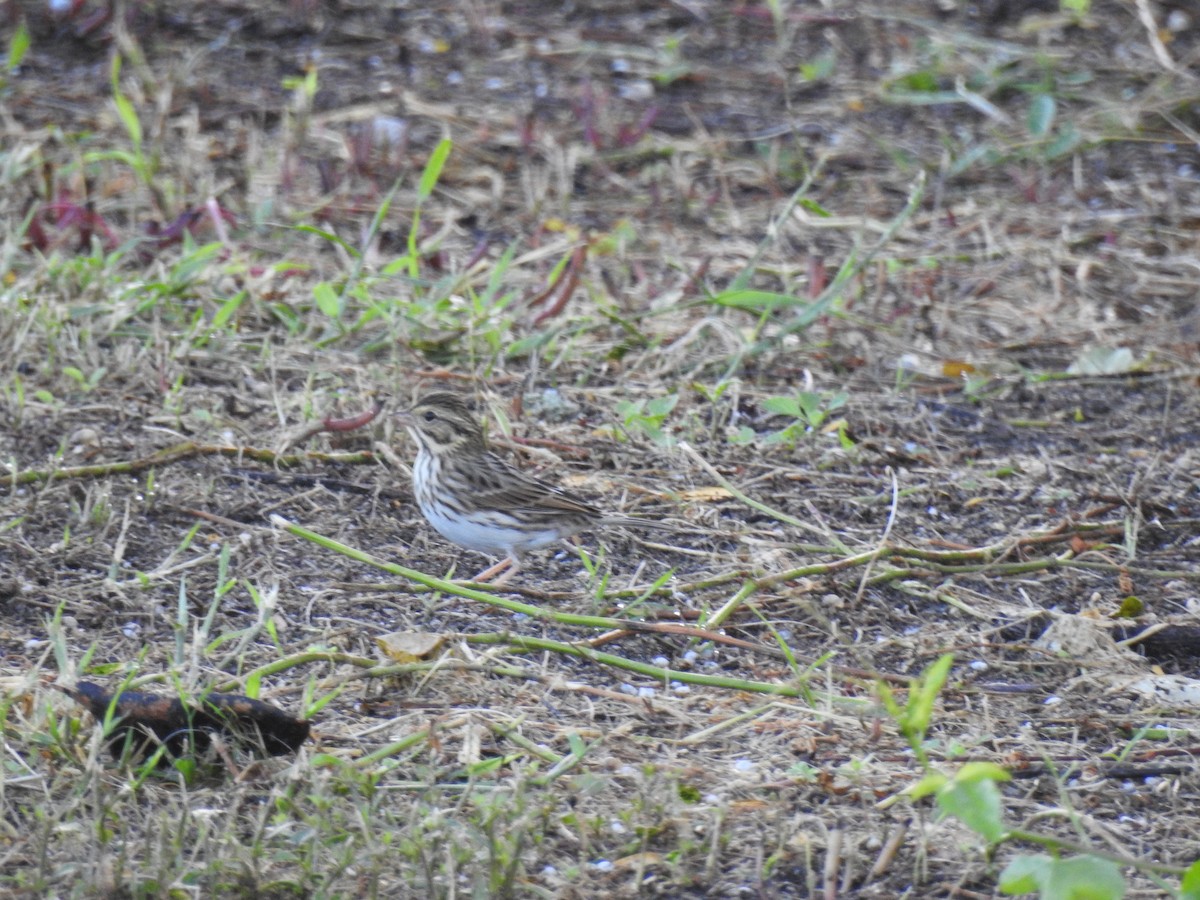Savannah Sparrow - ML645385444