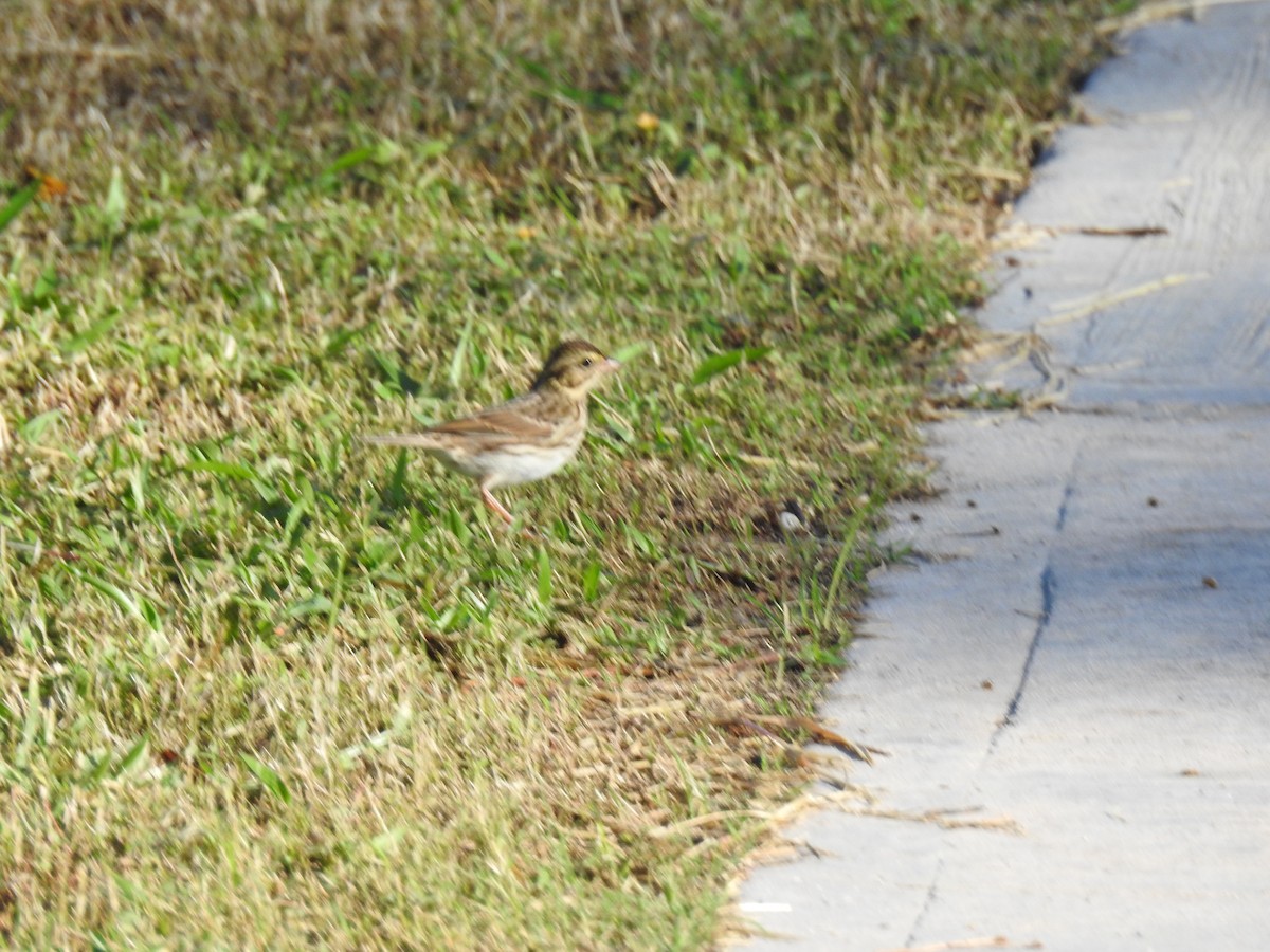 Savannah Sparrow - ML645385445