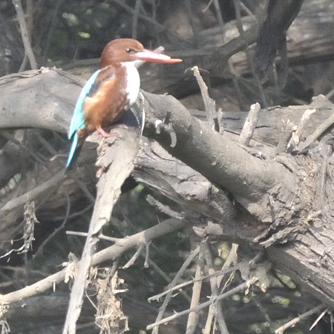 White-throated Kingfisher - ML645385446