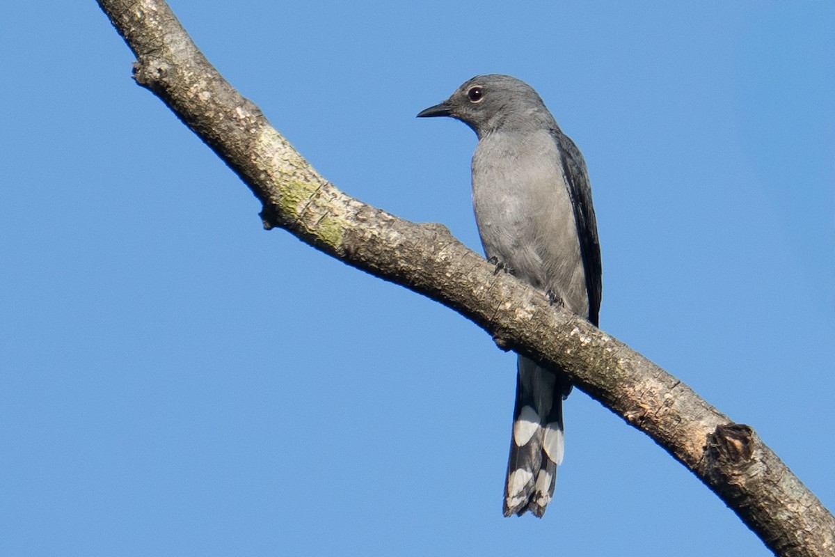Black-winged Cuckooshrike - ML645385447