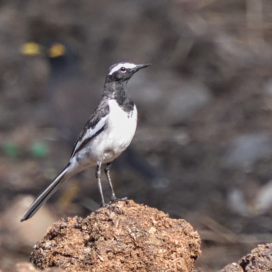 White Wagtail - ML645385449