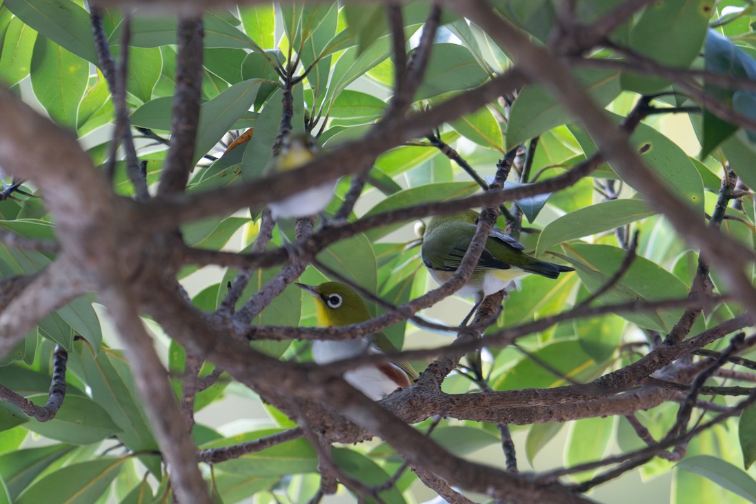 Chestnut-flanked White-eye - ML645385450