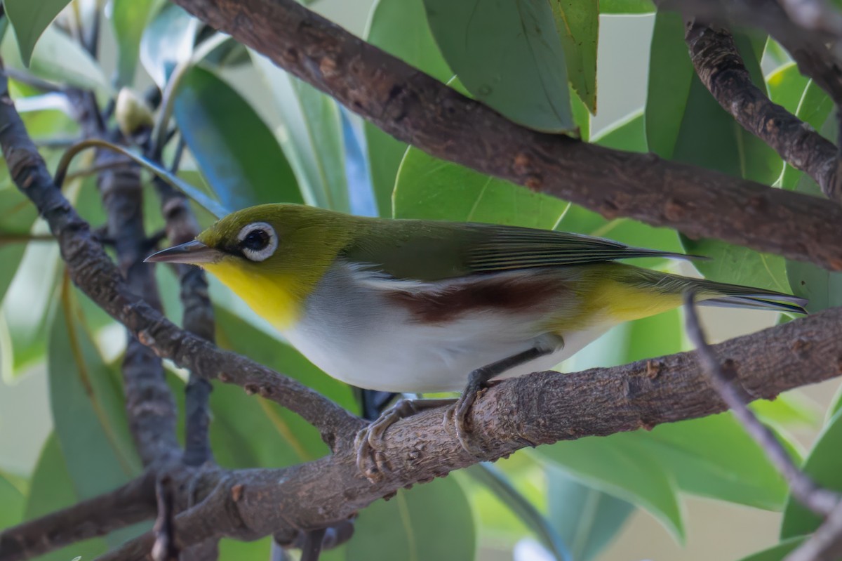 Chestnut-flanked White-eye - ML645385451