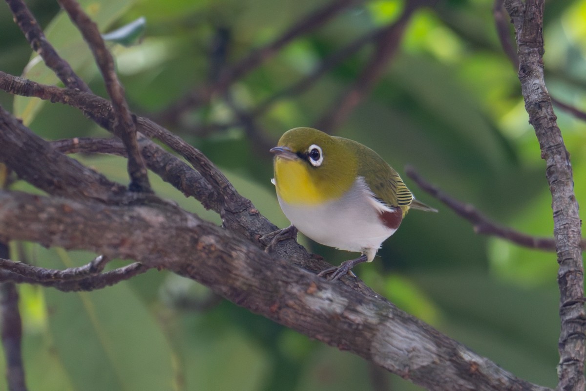 Chestnut-flanked White-eye - ML645385452