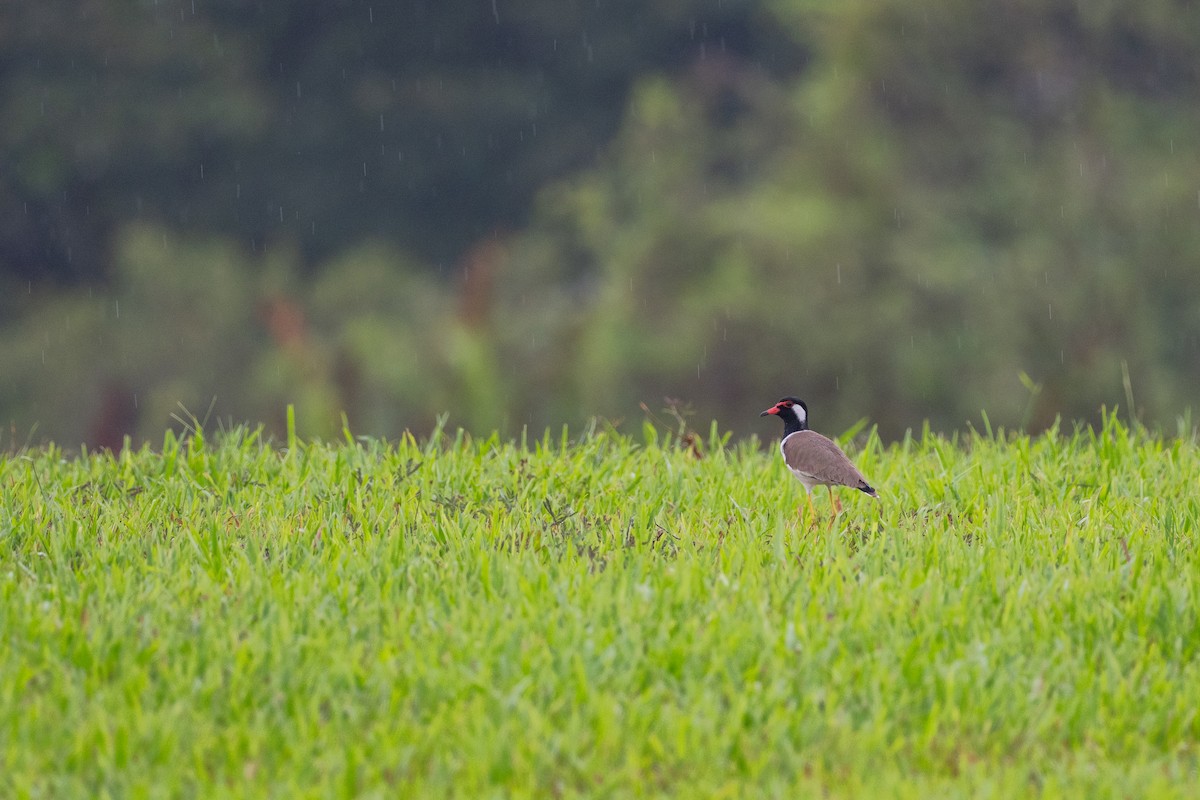 Red-wattled Lapwing - ML645385454