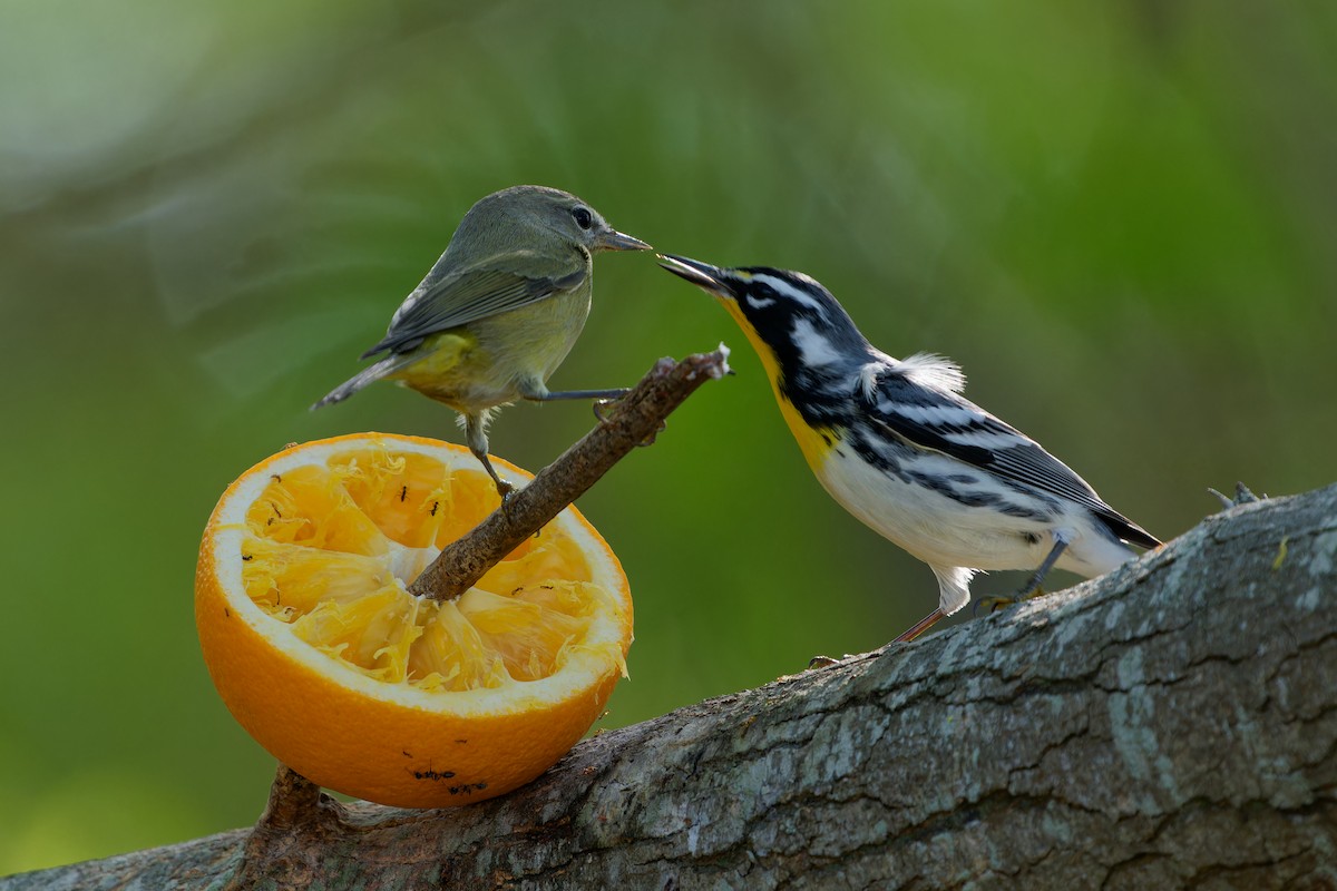 lesňáček zlatohrdlý - ML645385457