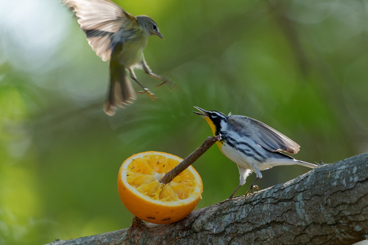 lesňáček zlatohrdlý - ML645385461