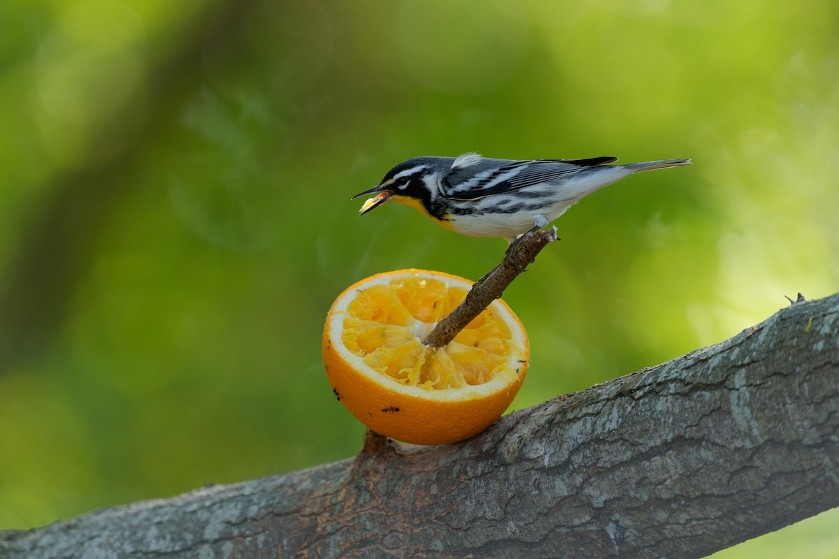 lesňáček zlatohrdlý - ML645385470