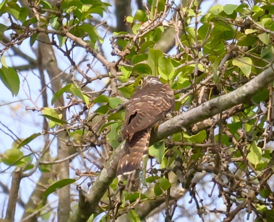 hawk-cuckoo sp. - ML645385488