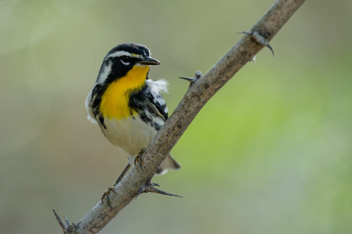 lesňáček zlatohrdlý - ML645385491