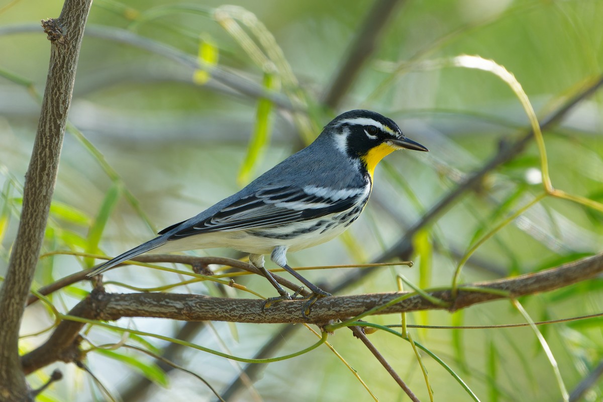 lesňáček zlatohrdlý - ML645385494