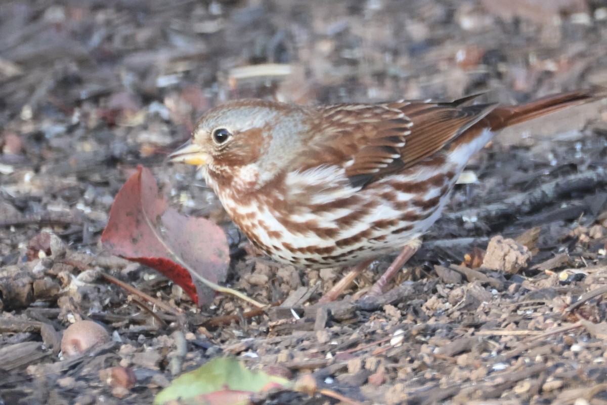 strnadec kaštanový (ssp. iliaca/zaboria) - ML645385508