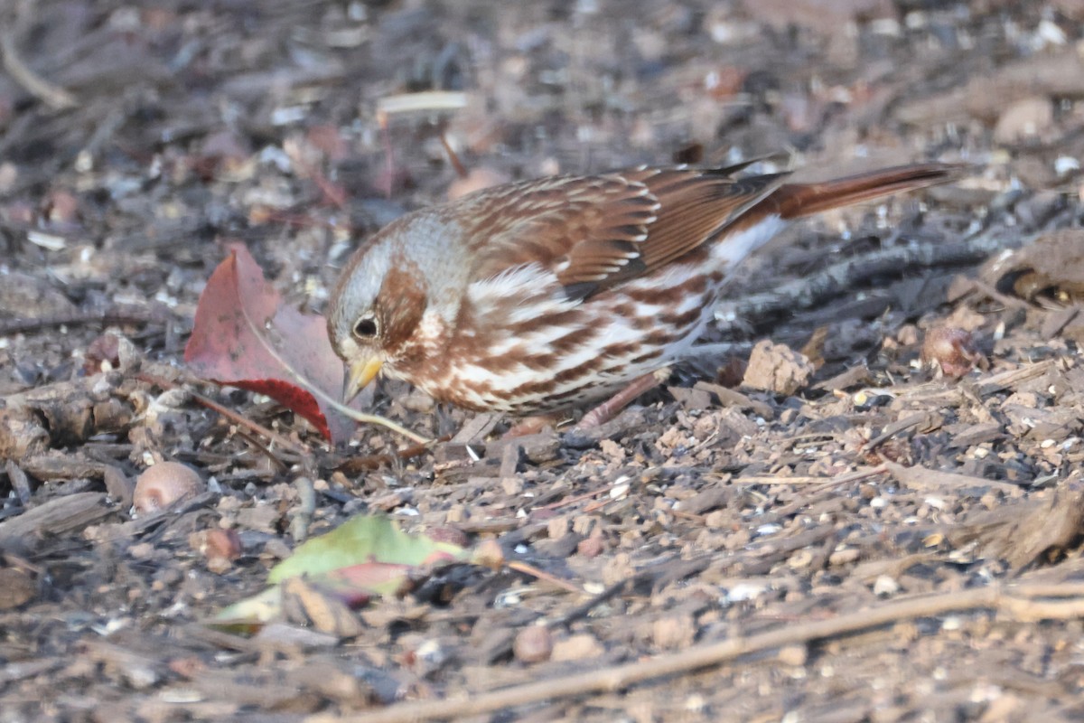 strnadec kaštanový (ssp. iliaca/zaboria) - ML645385509