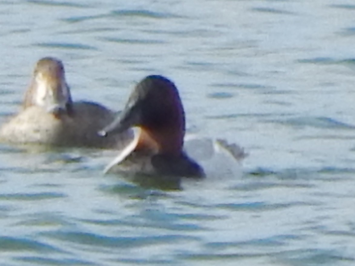 Murgilari bizkarzuria - ML645385515