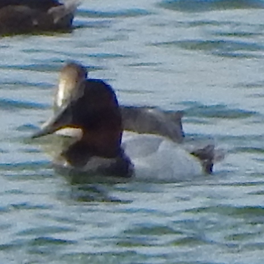 Murgilari bizkarzuria - ML645385516