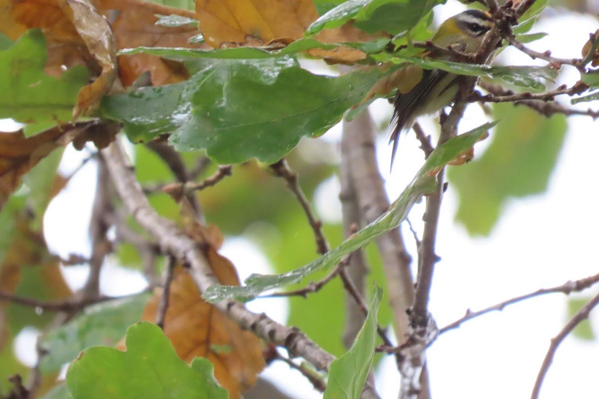 מלכילון לבן-גבות - ML645385519