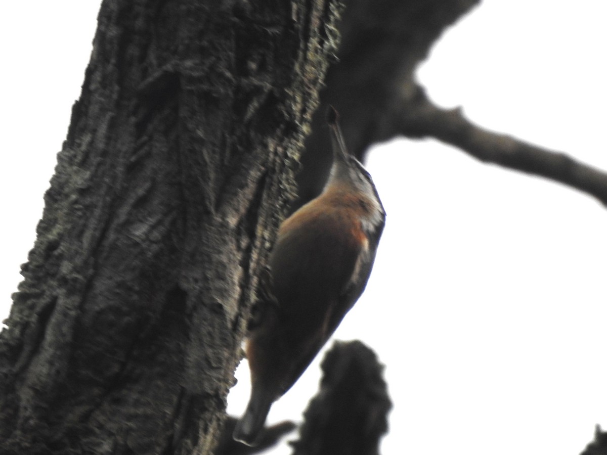 סיטה קנדית - ML645385521