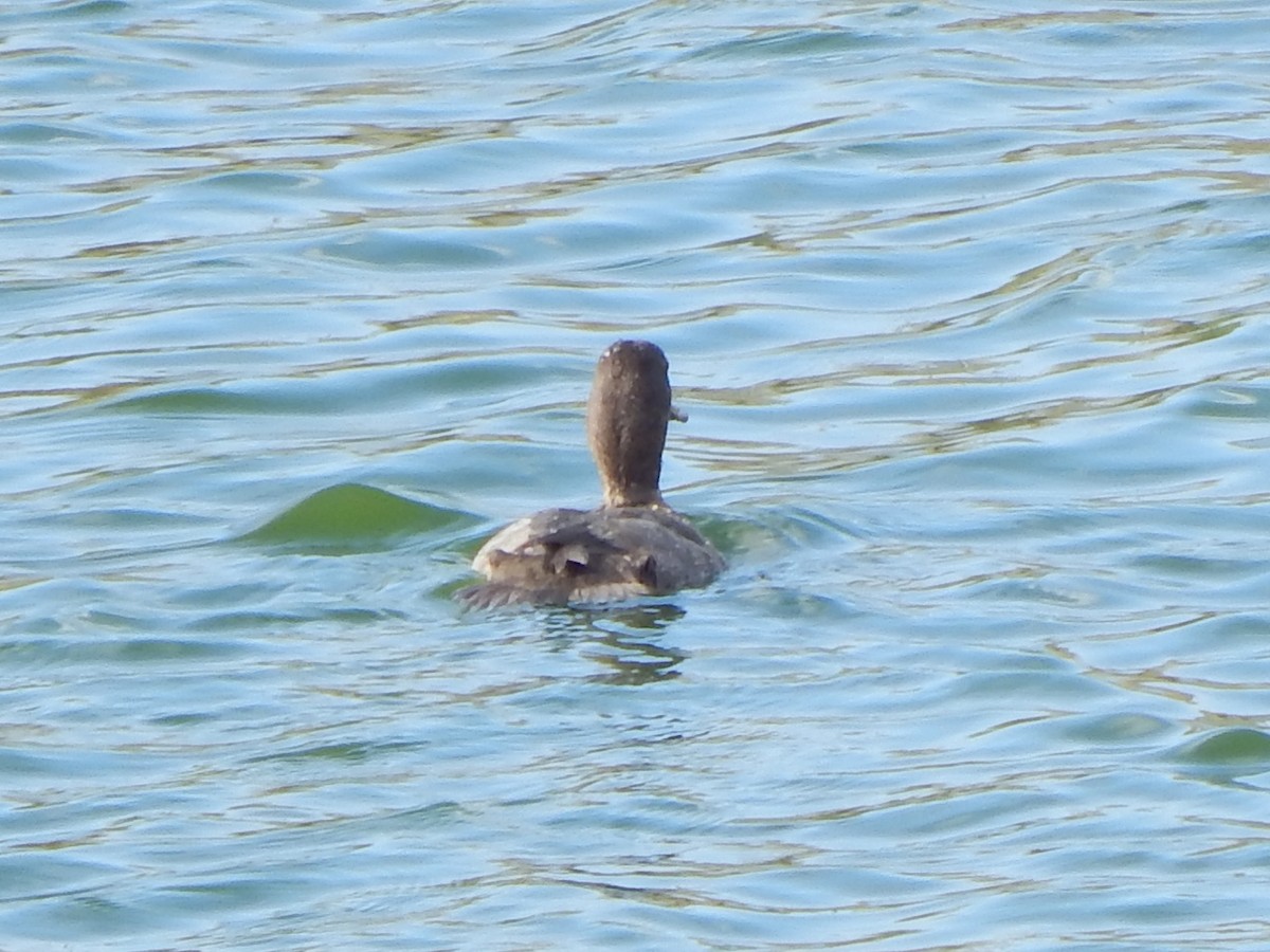 Kappensäger - ML645385523