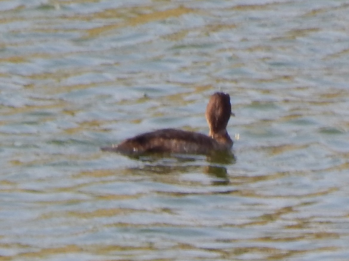 מרגון מקושט - ML645385524