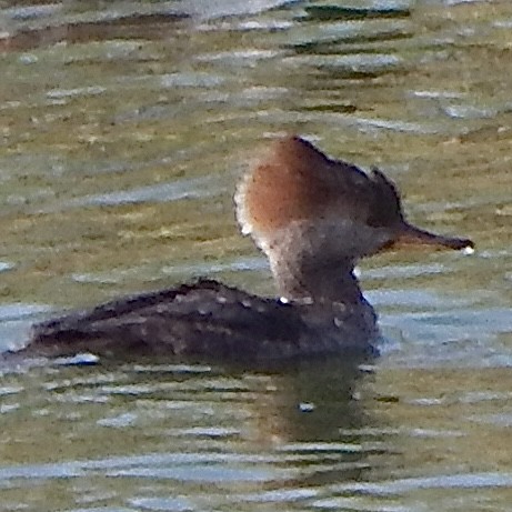 Kappensäger - ML645385525