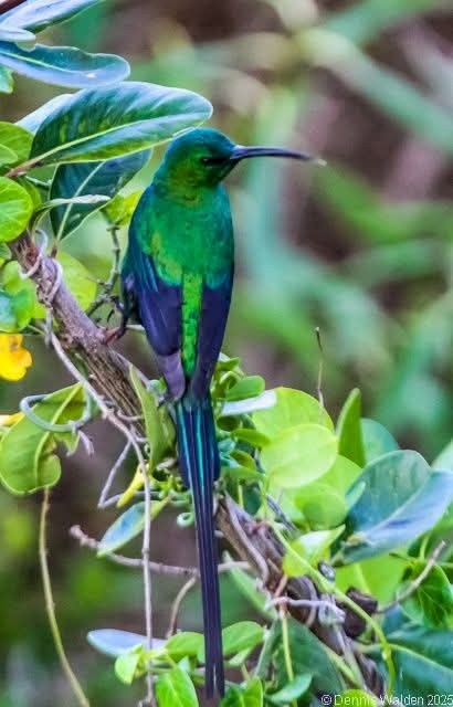 Malachitnektarvogel - ML645385526