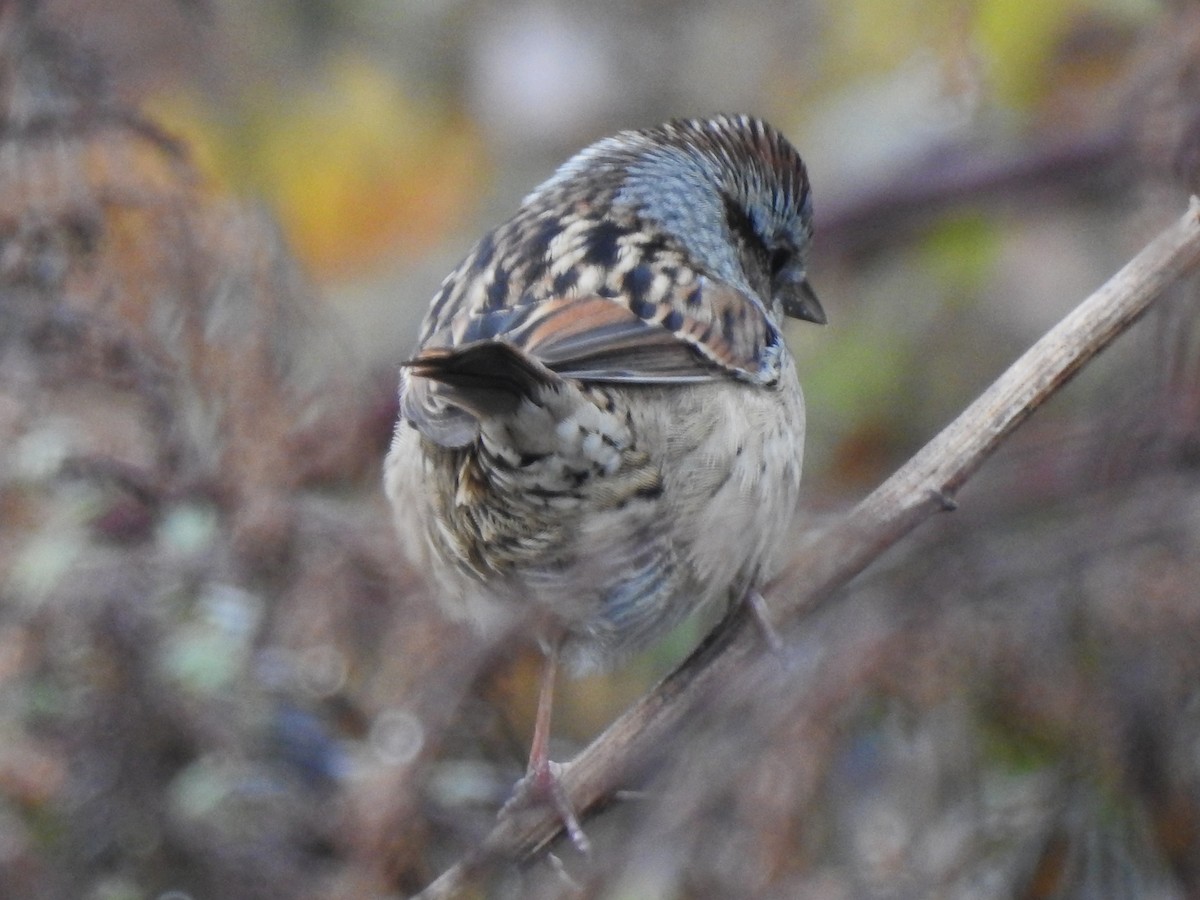 Sumpfammer - ML645385529