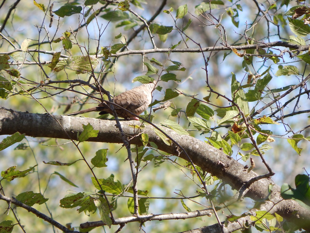 Inkatäubchen - ML645385538