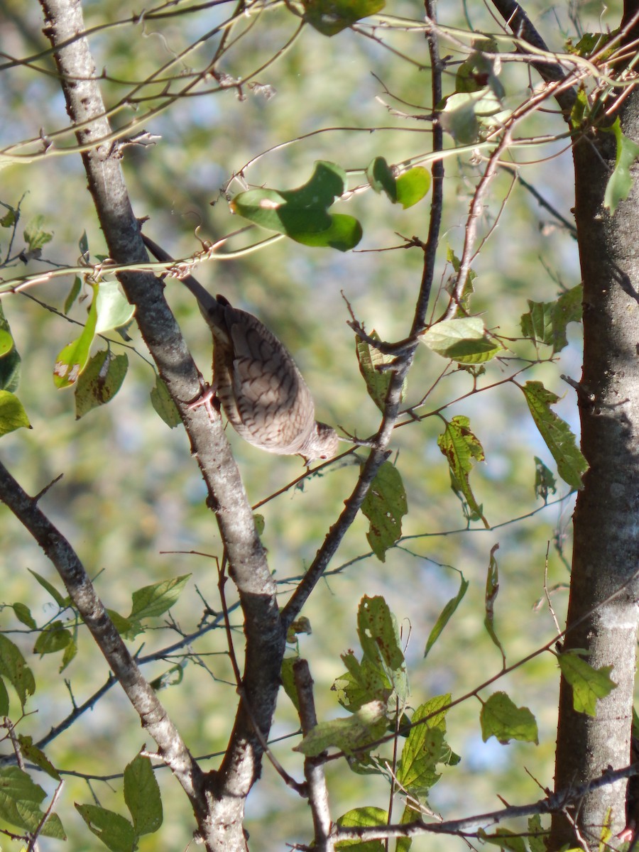 Inkatäubchen - ML645385539