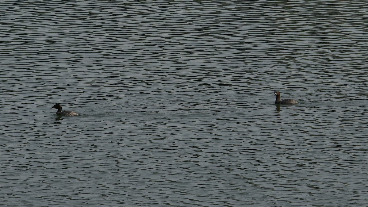 Zwergtaucher - ML645385541