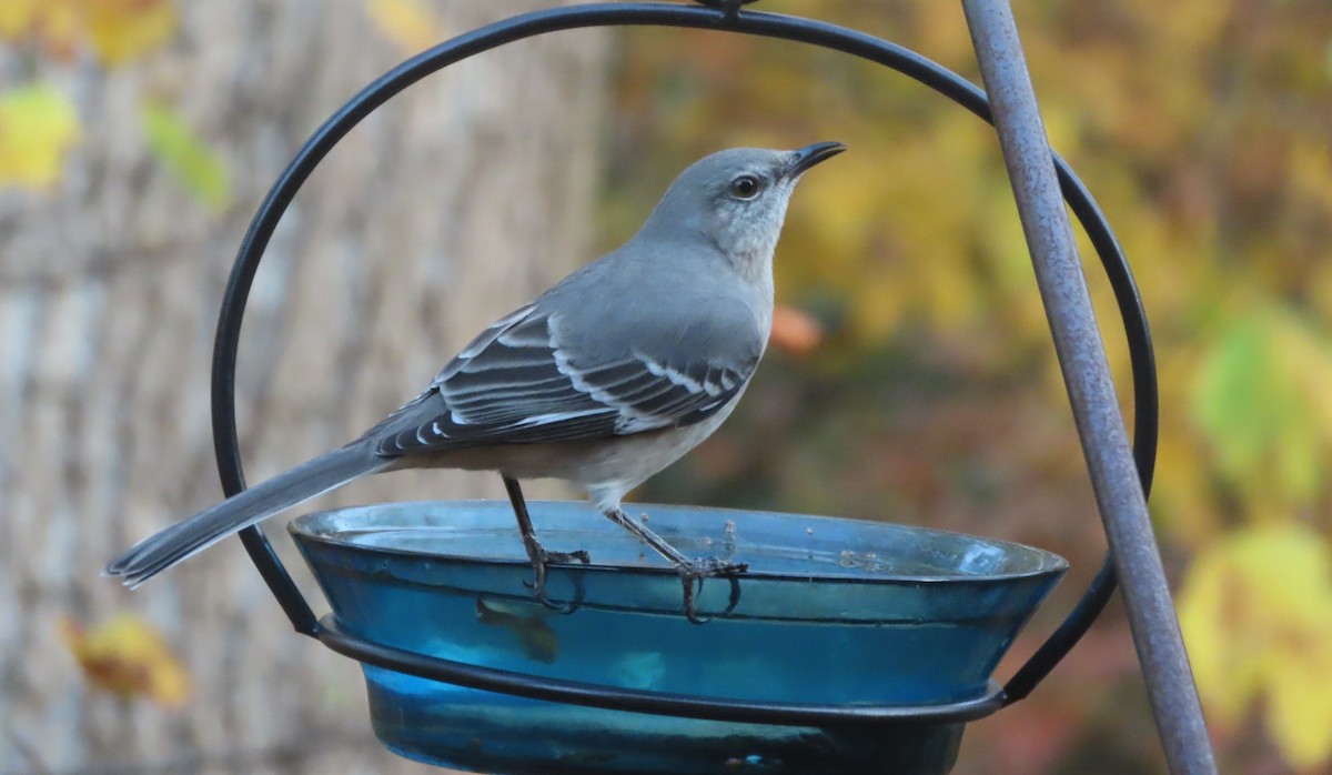 Gartenspottdrossel - ML645385543