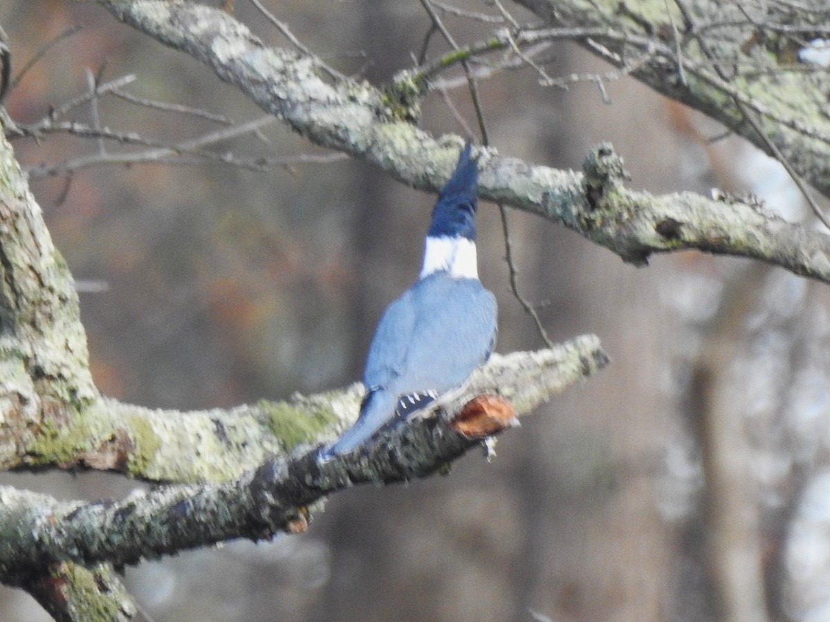 Gürtelfischer - ML645385544