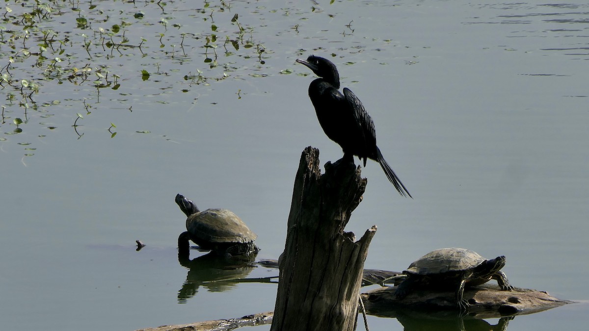 Kleinscharbe - ML645385550