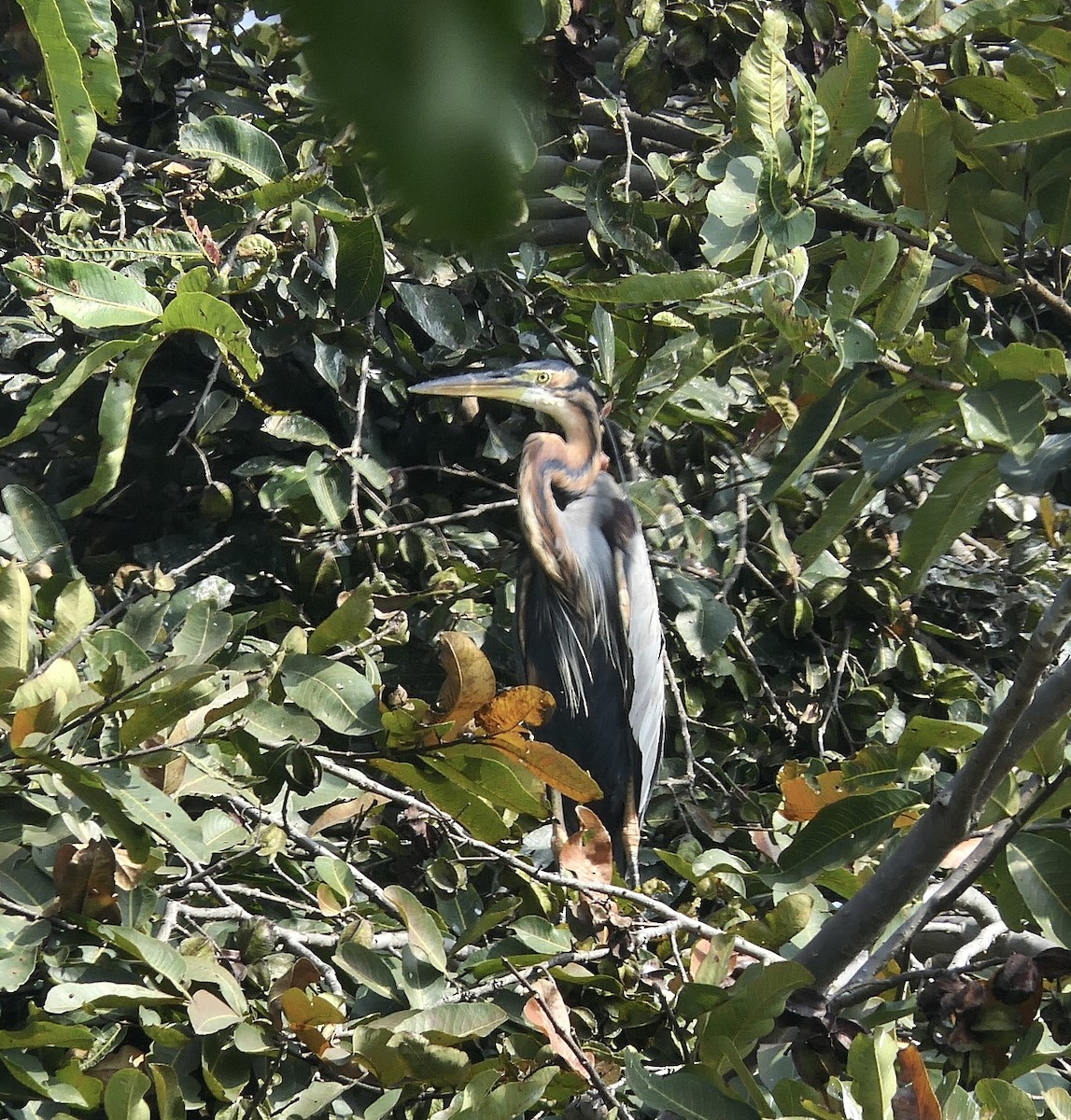 Purpurreiher - ML645385551