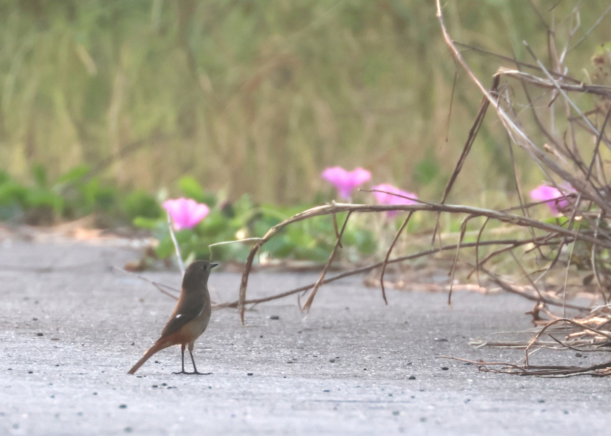 Spiegelrotschwanz - ML645385553