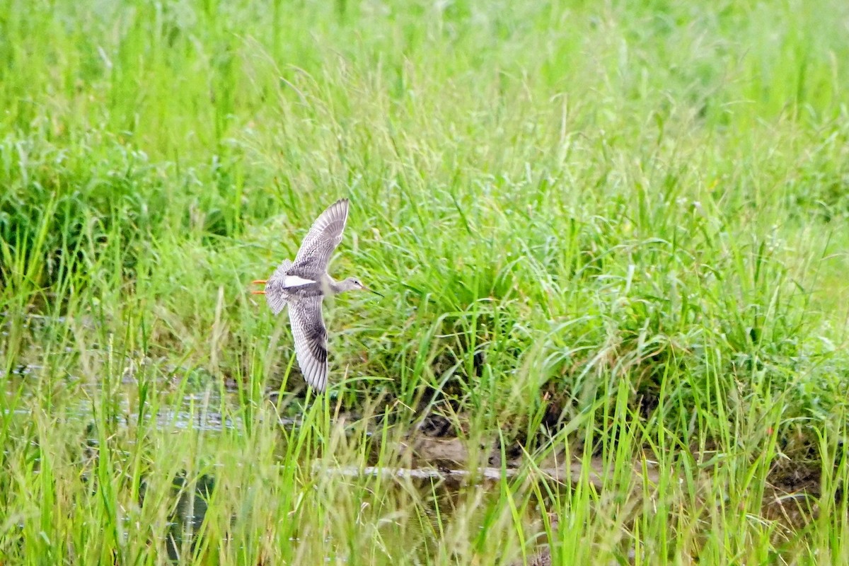 Dunkelwasserläufer - ML645385555