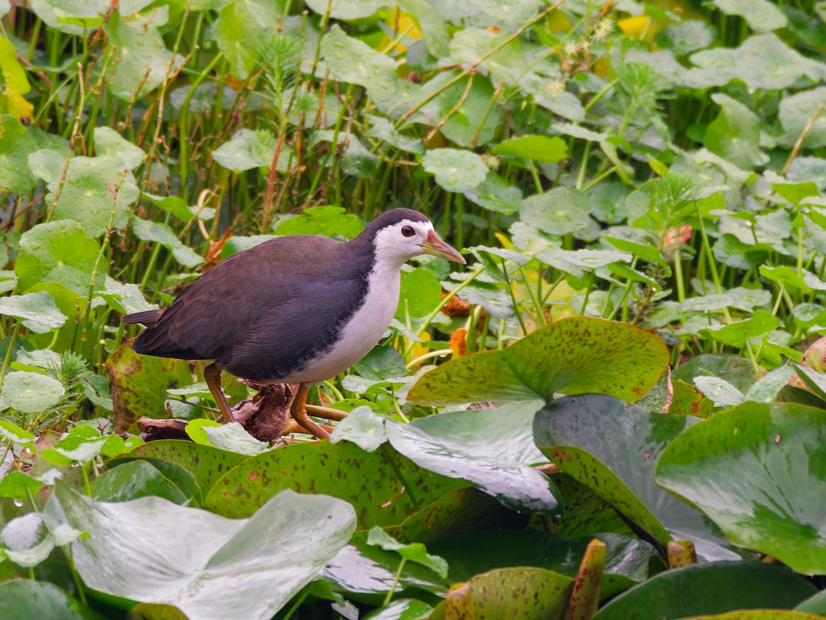 Weißbrust-Kielralle - ML645385557