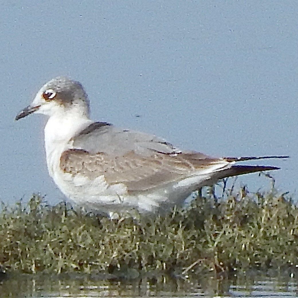 Präriemöwe - ML645385559