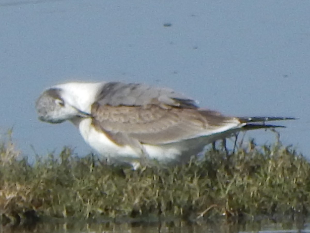 Präriemöwe - ML645385561