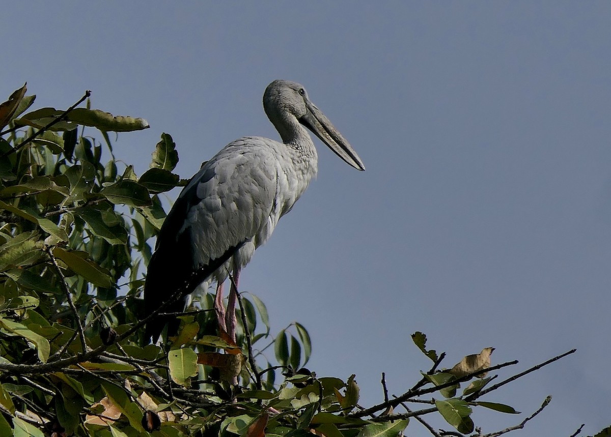 Silberklaffschnabel - ML645385563