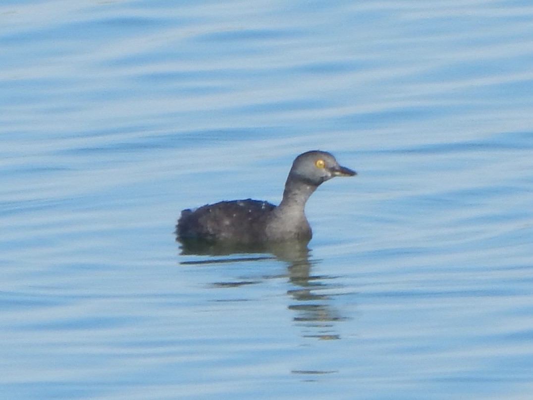 Schwarzkopf-Zwergtaucher - ML645385565