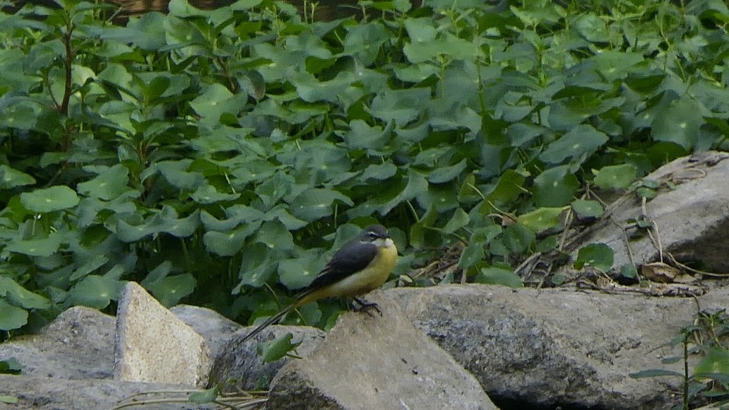 Gray Wagtail - ML645385570