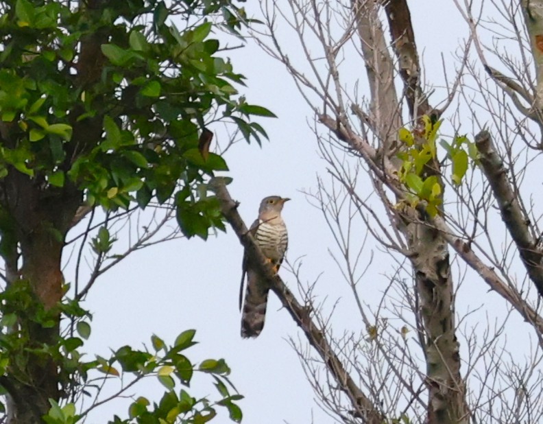 קוקיה Cuculus בלתי-מזוהה - ML645385571