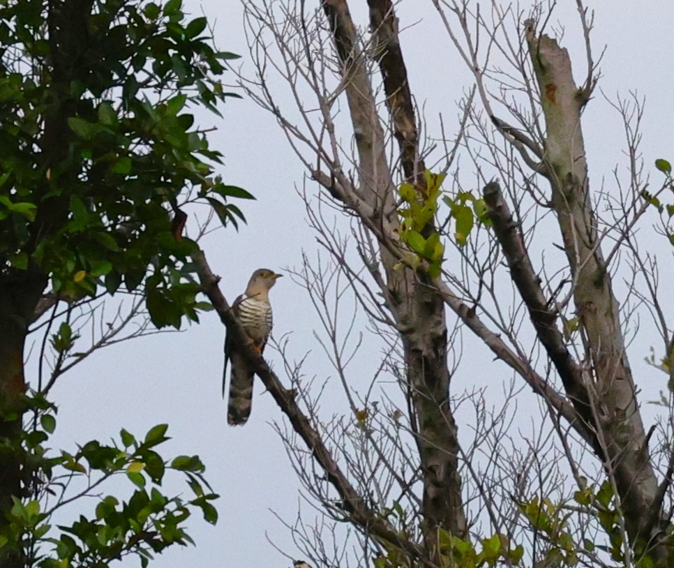 קוקיה Cuculus בלתי-מזוהה - ML645385572