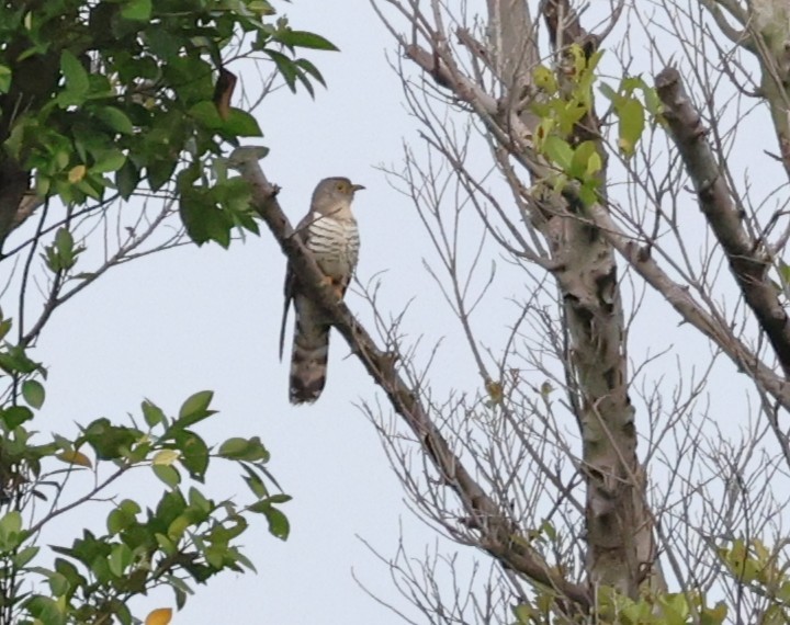 קוקיה Cuculus בלתי-מזוהה - ML645385573